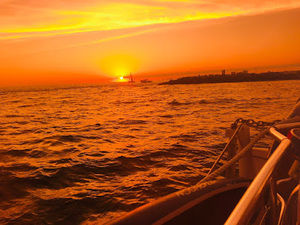 Meet your Posher, Bella rose